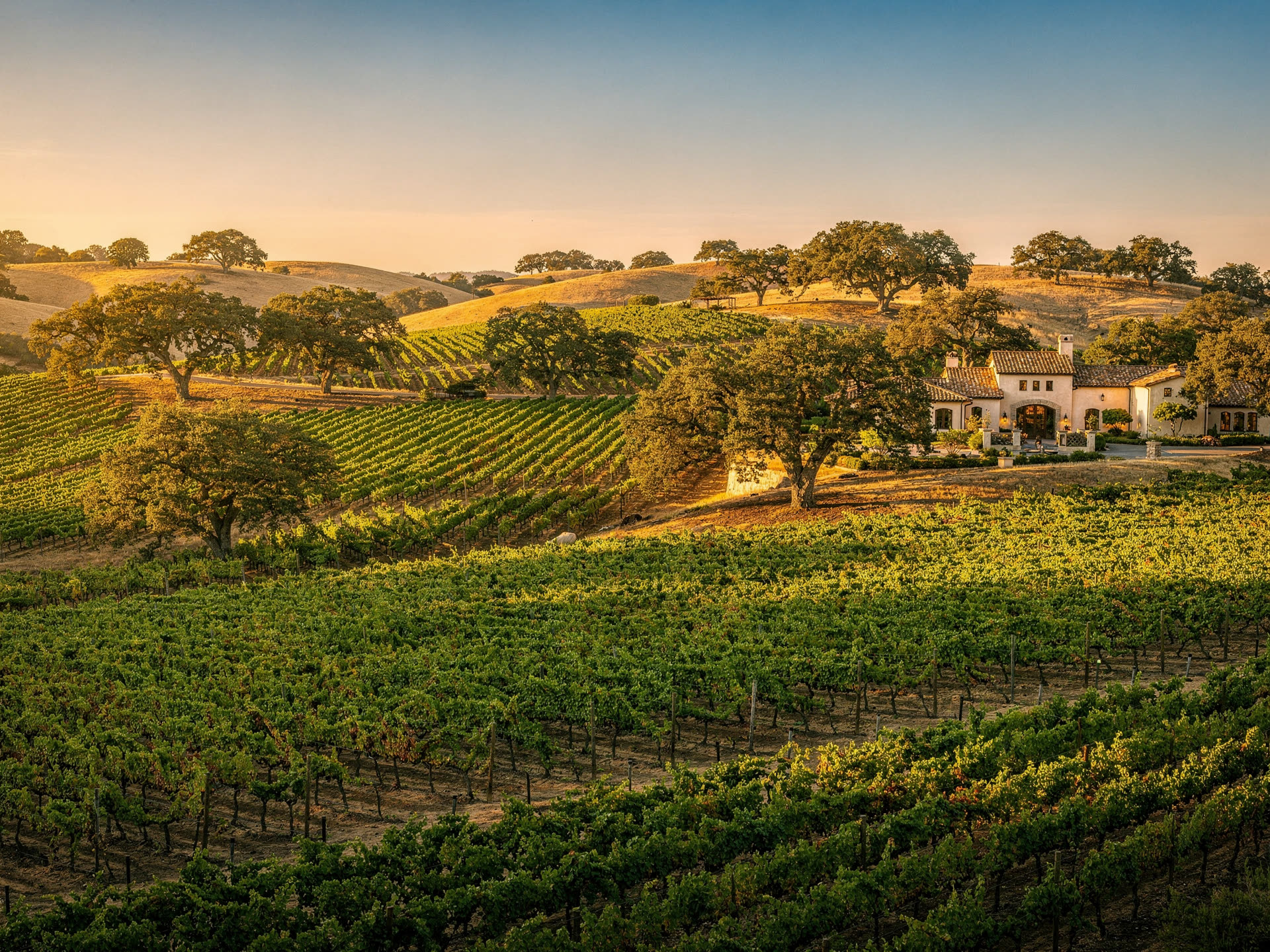 Sonoma County wine country